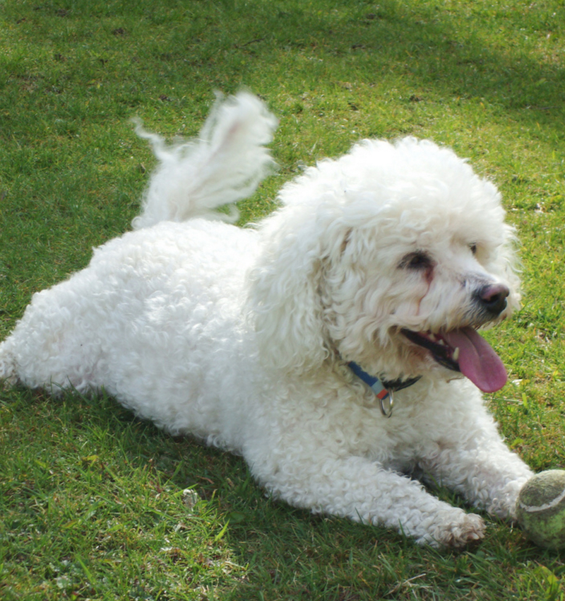 bichon-frise-small-dogs.jpg