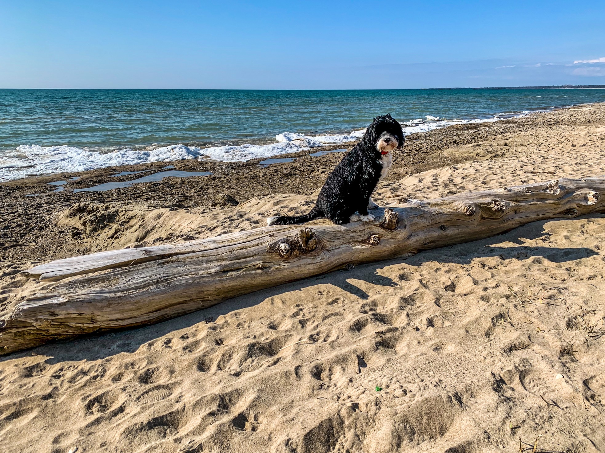 black-and-white-portuguese-water-dog-sitting-on-a-driftwood-log-at-sauble-beach-ontario_t20_lL6ROw.jpg