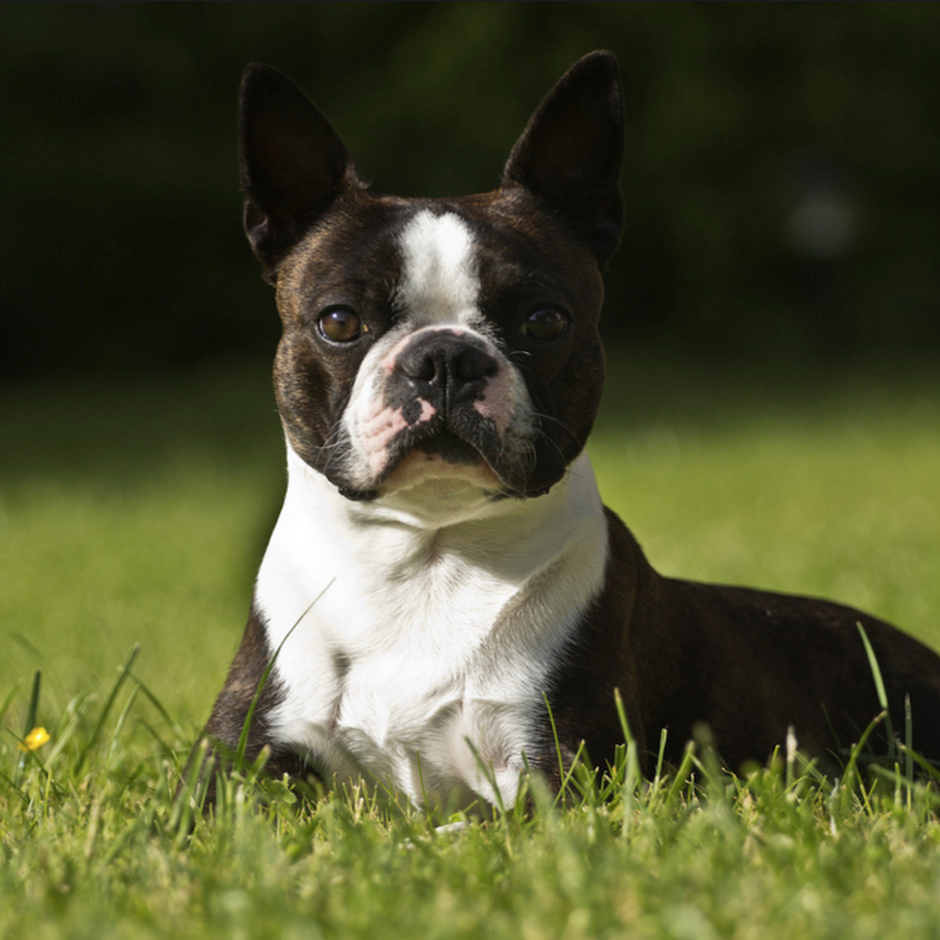 boston-terrier-small-dogs.jpg