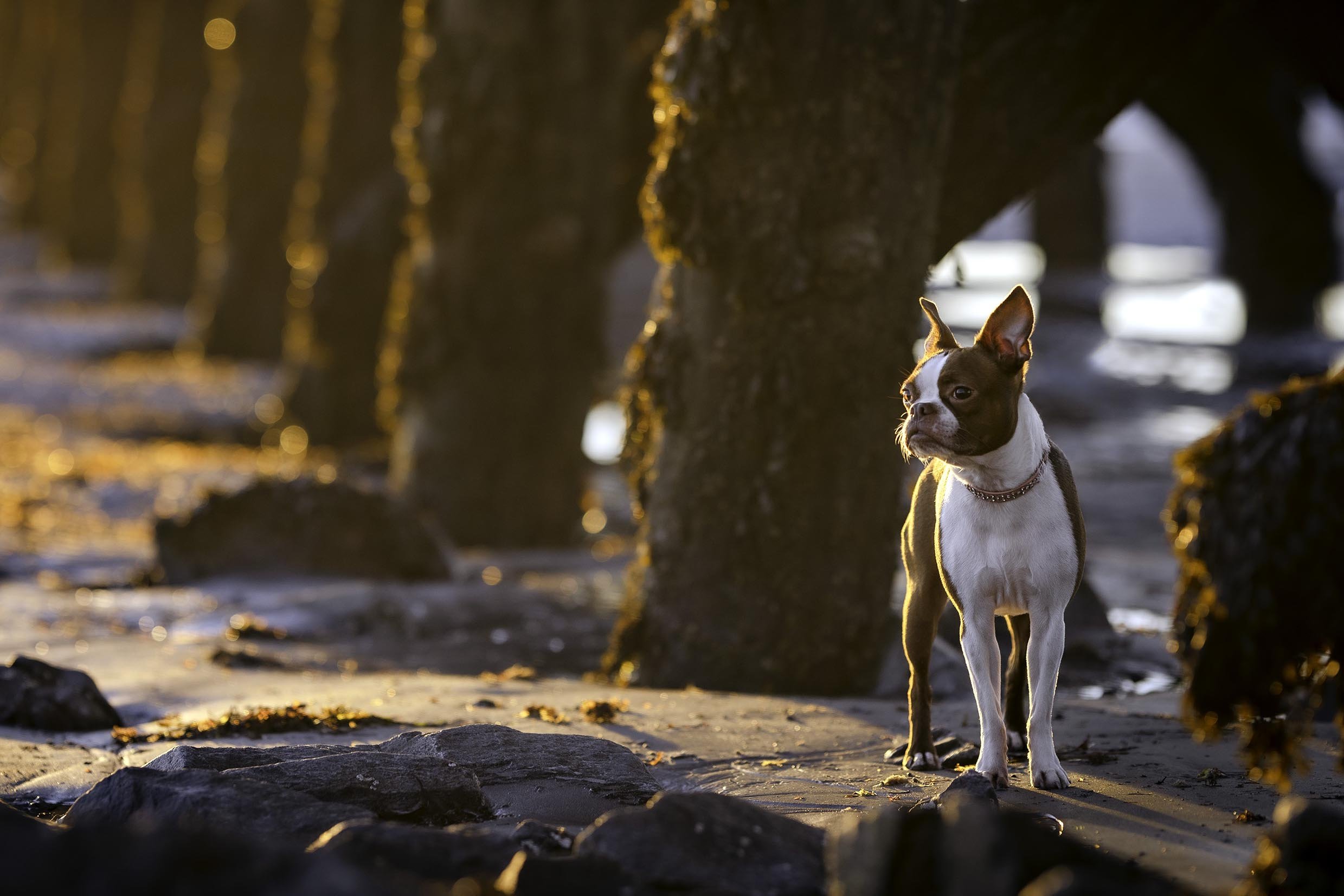 boston_terrier_beach.jpeg