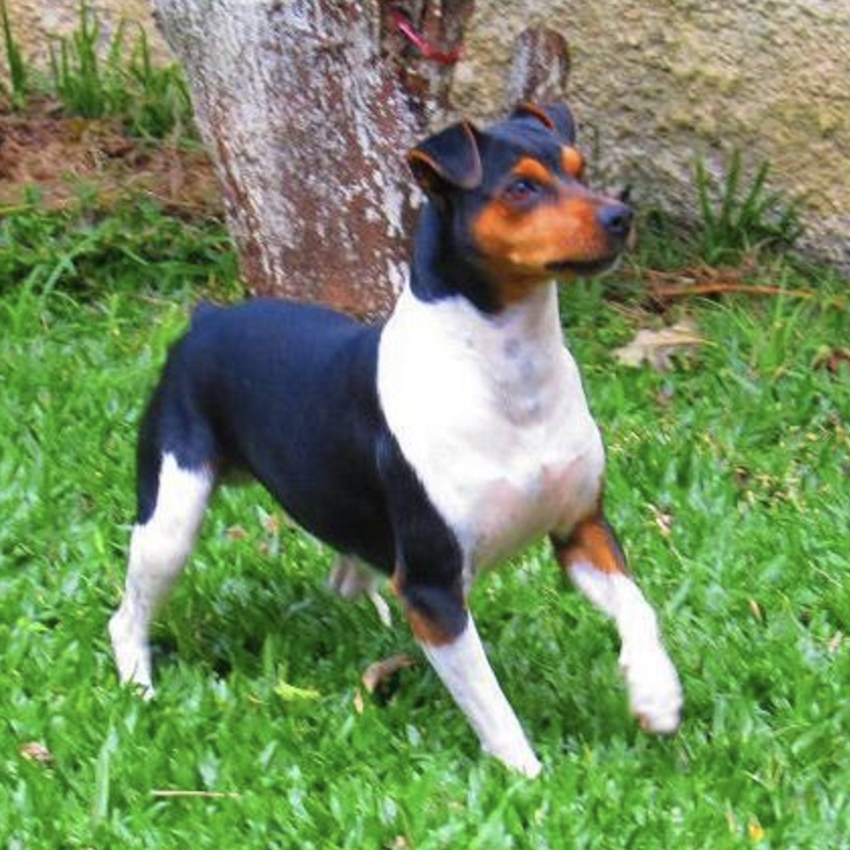 brazilian-terrier-small-dogs.jpg