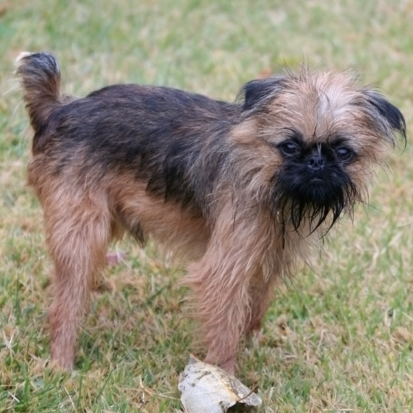 brussels-griffon-small-dogs.jpg