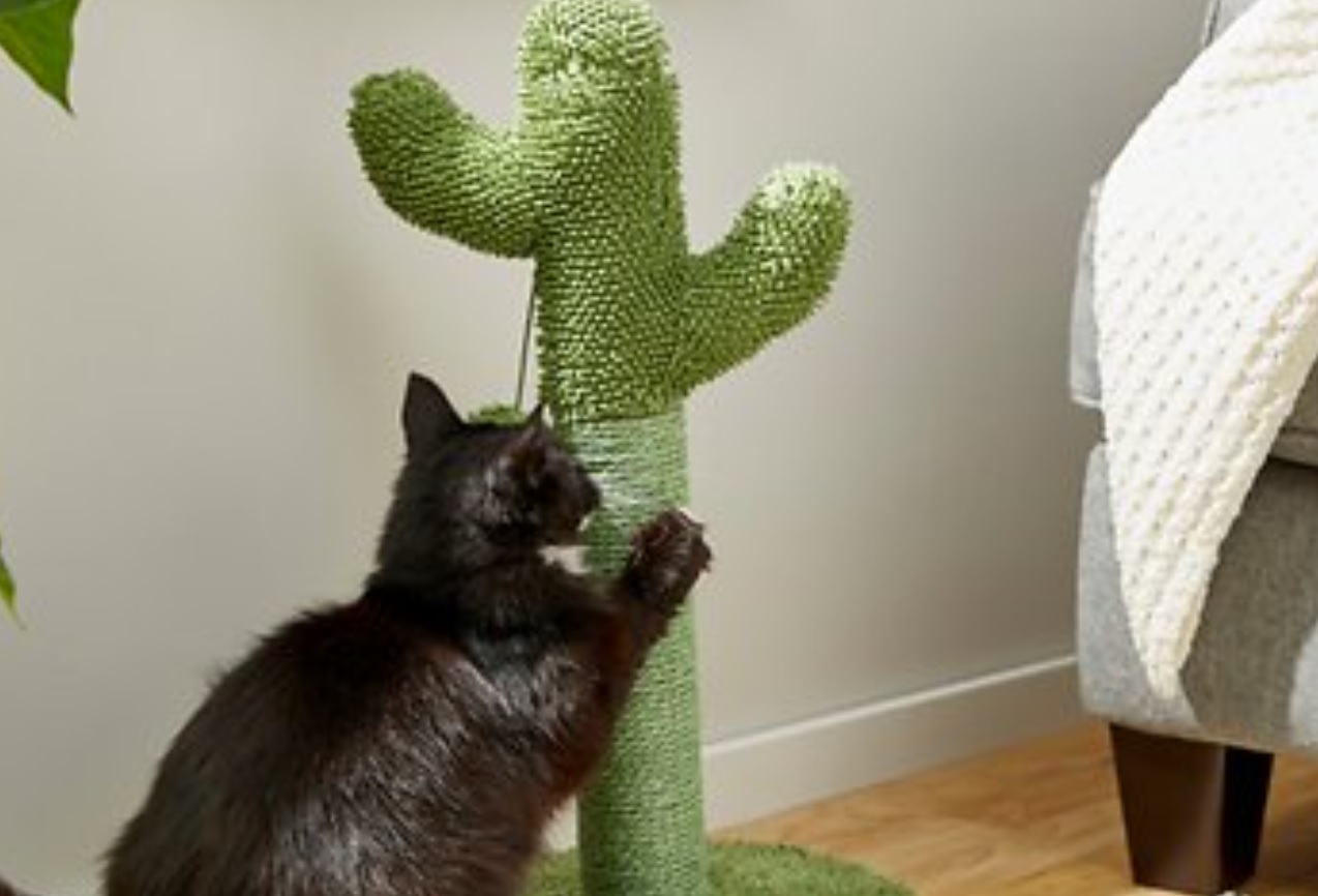 cactus-scratcher.jpg