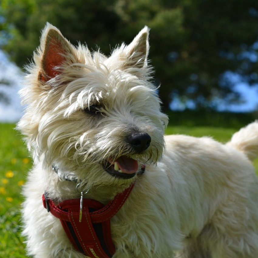 cairn-terrier-small-dogs.jpg