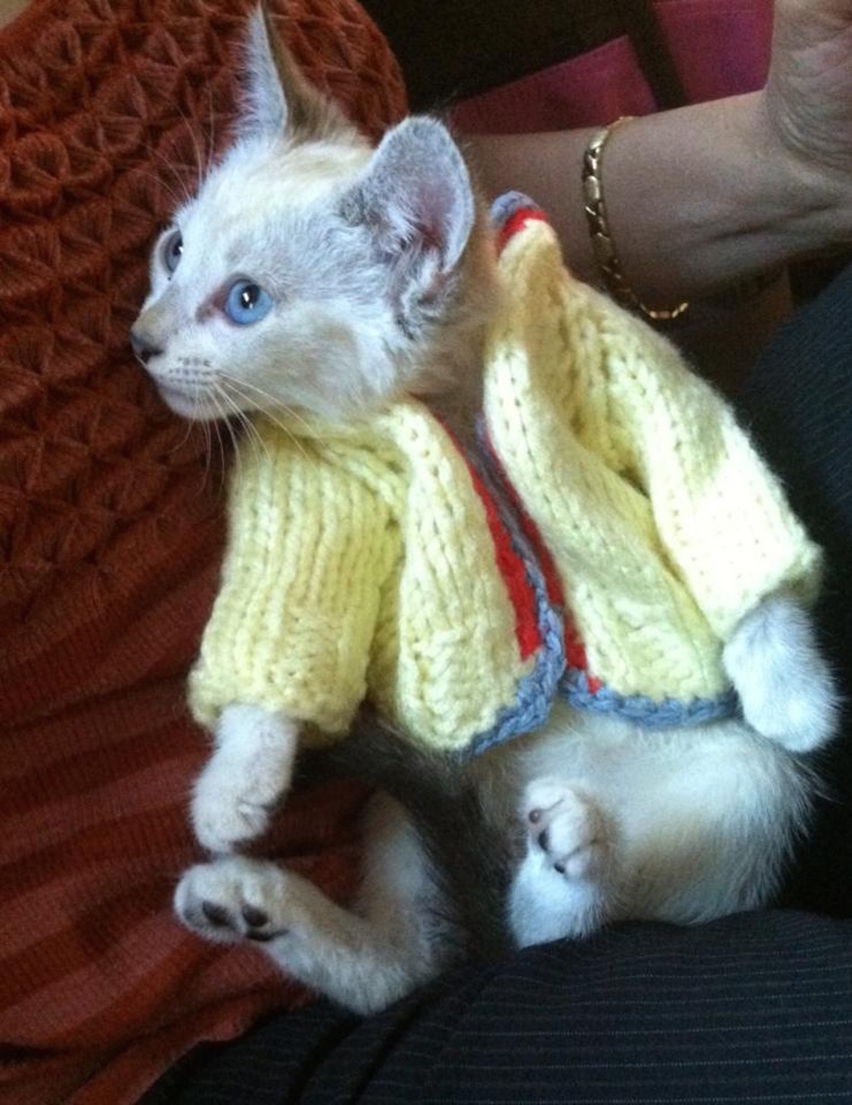 cat-sweater-gma.jpg