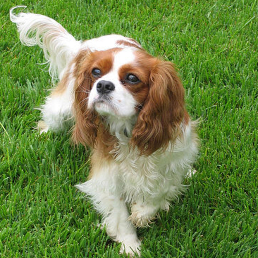 cavalier-king-charles-spaniel-small-dogs.jpg