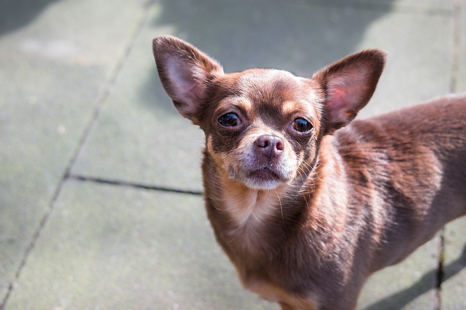 Dog Look View Chihuahua Watch Chiwawa Small Eyes