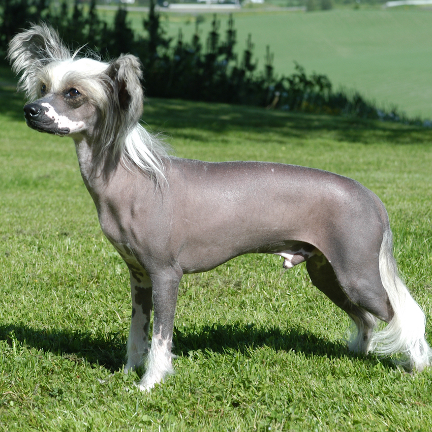 chinese-crested-small-dogs.jpg