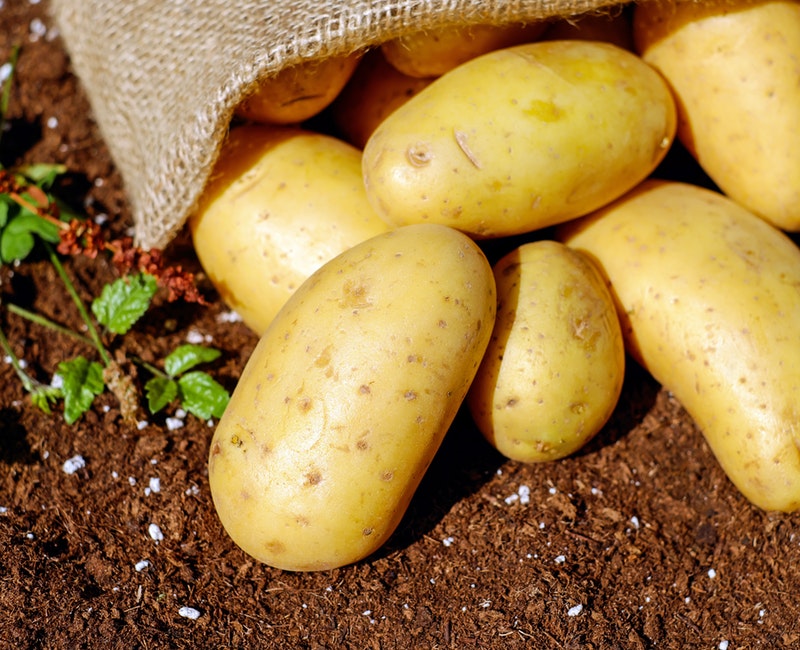 close-up-food-harvest-144248.jpg