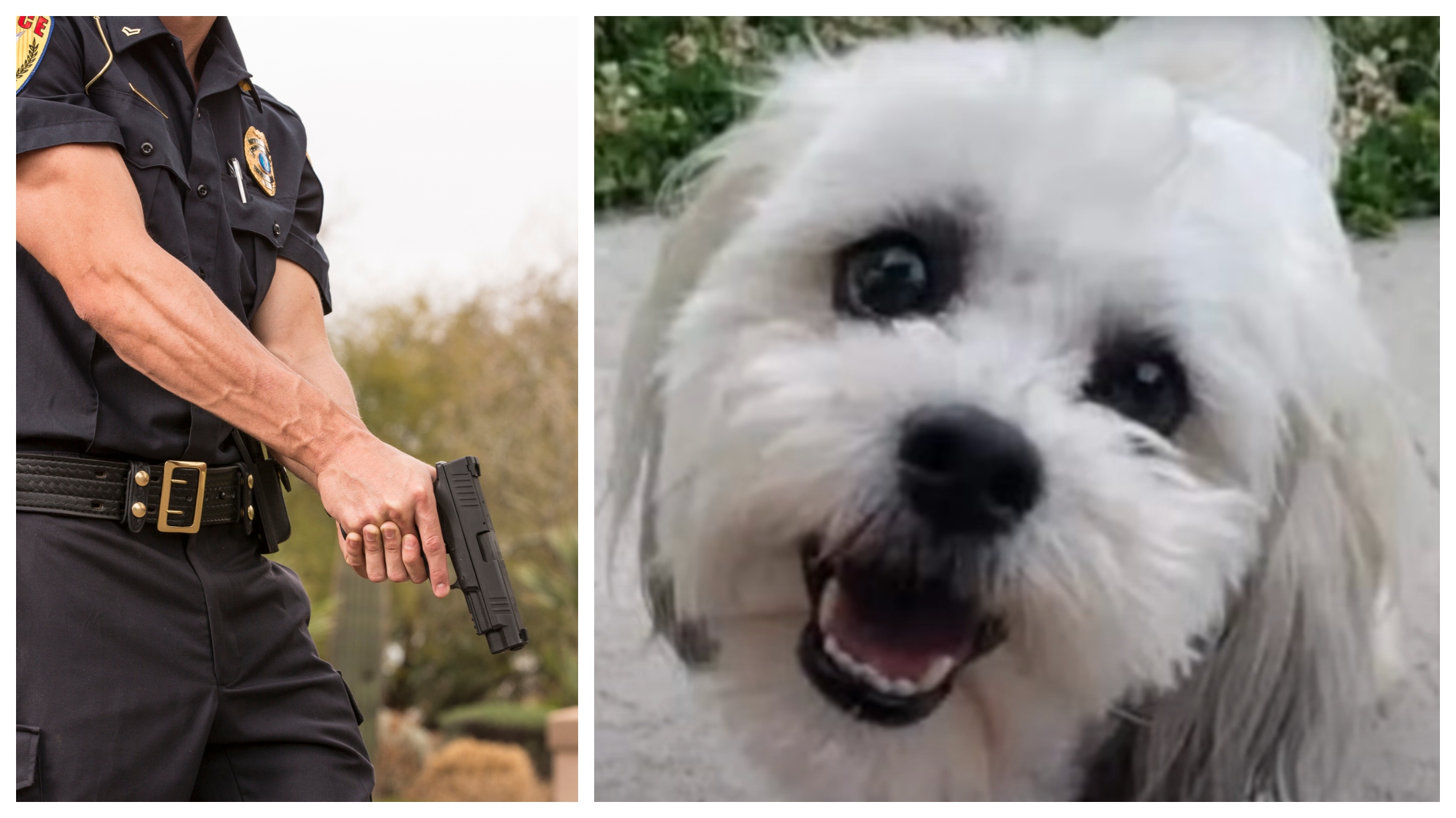 Cop shoots old blind and deaf dog mistaking it for rabid