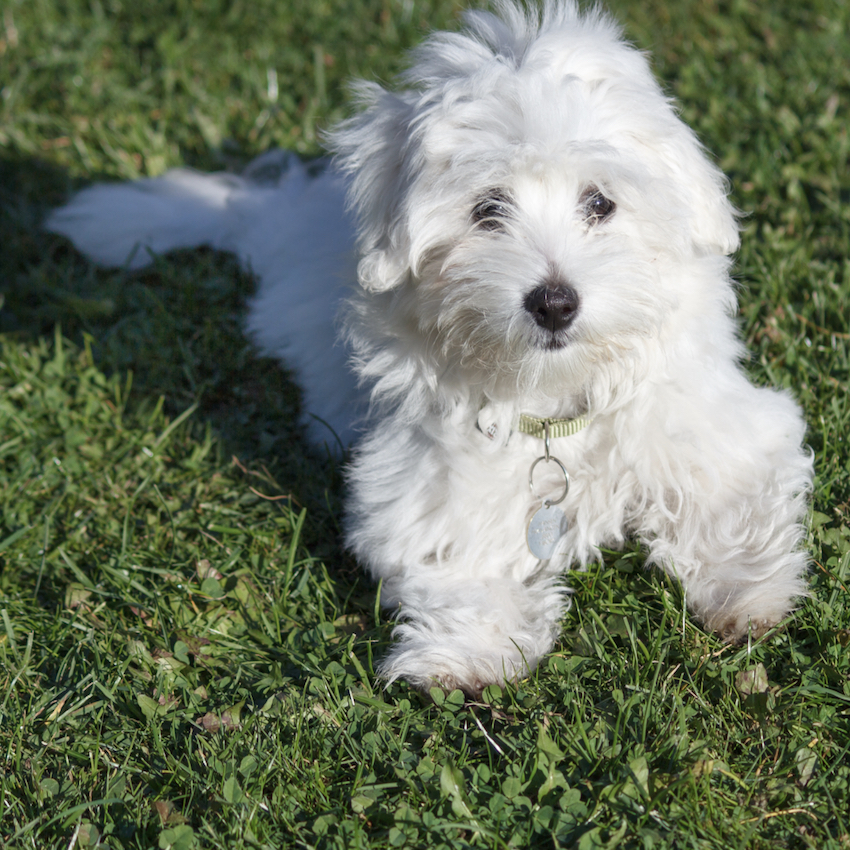 coton-de-tulear-small-dog.jpg