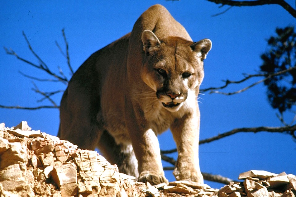 cougar-718092_960_720.jpg