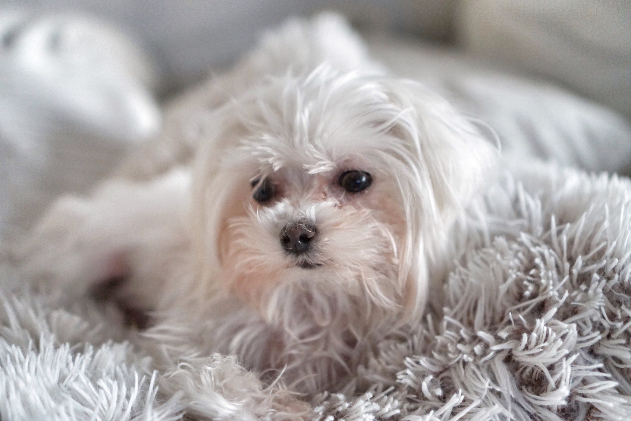 cute-dog-maltese-already-nominated_t20_rRQ4WX.jpg