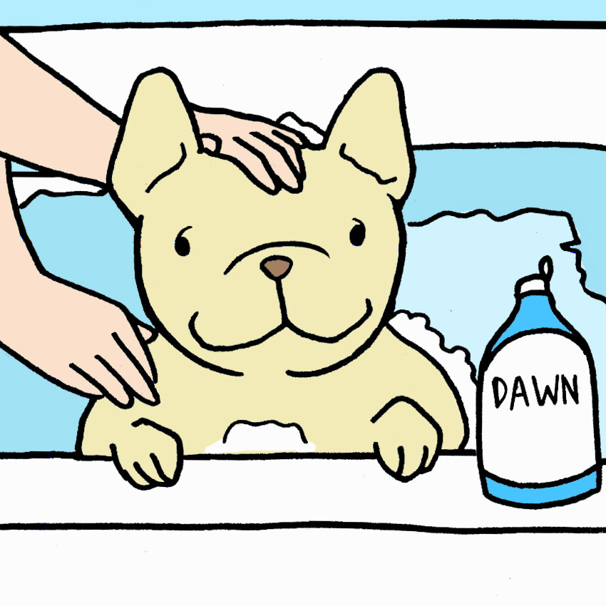 dawn-dish-soap-dog-fleas.jpg