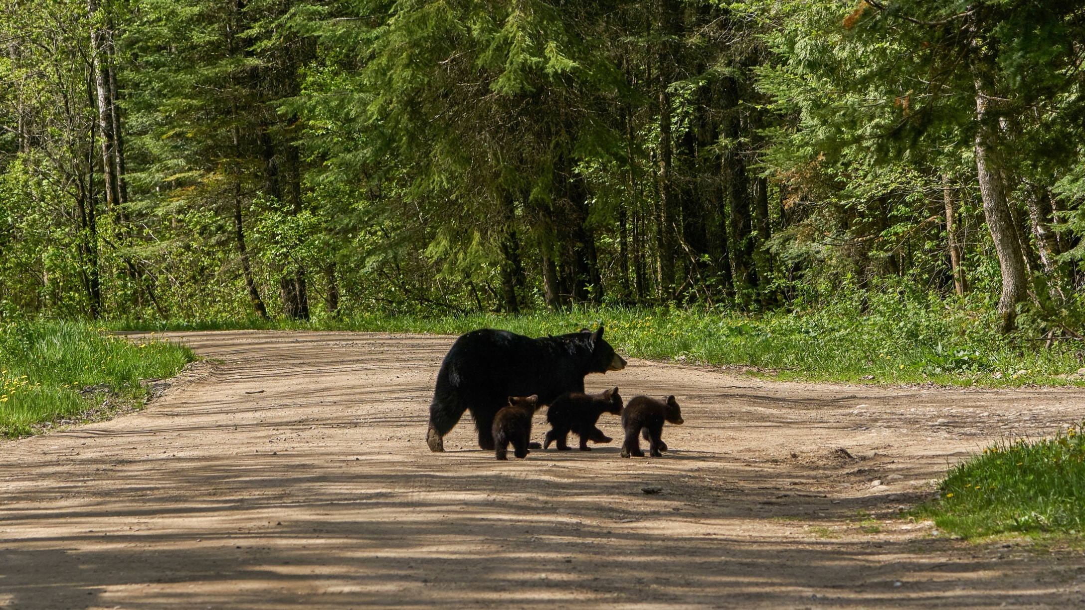 deadly-black-bear-attack