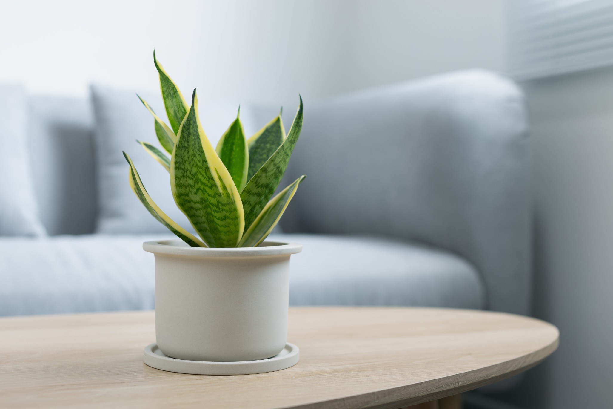 decorative-sansevieria-plant-on-wooden-table-in-living-room-sansevieria-trifasciata-prain-in-gray_t20_b6eNQp.jpg