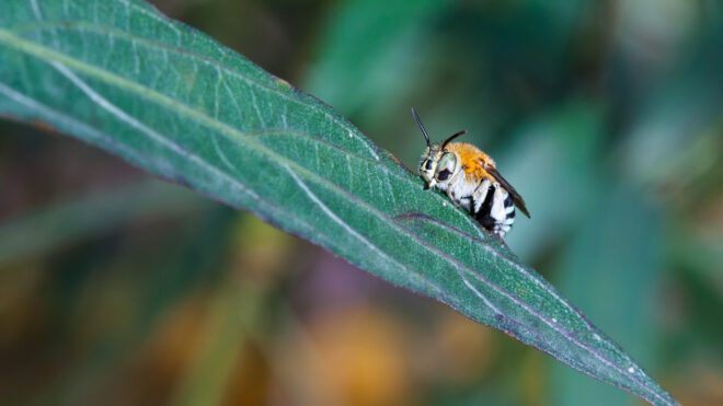 diy-mason-bee-habitat