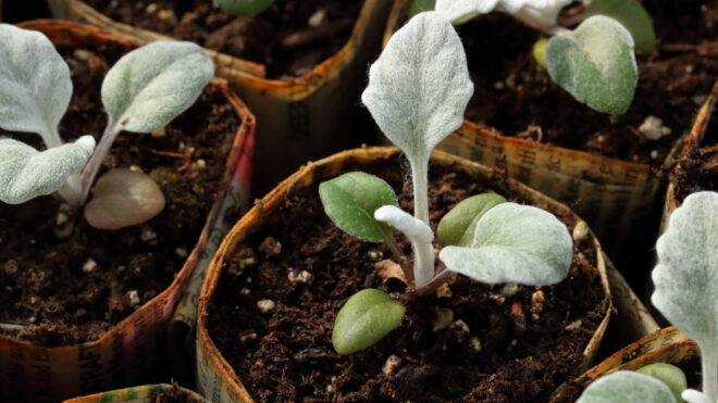 diy-newspaper-plant-pots