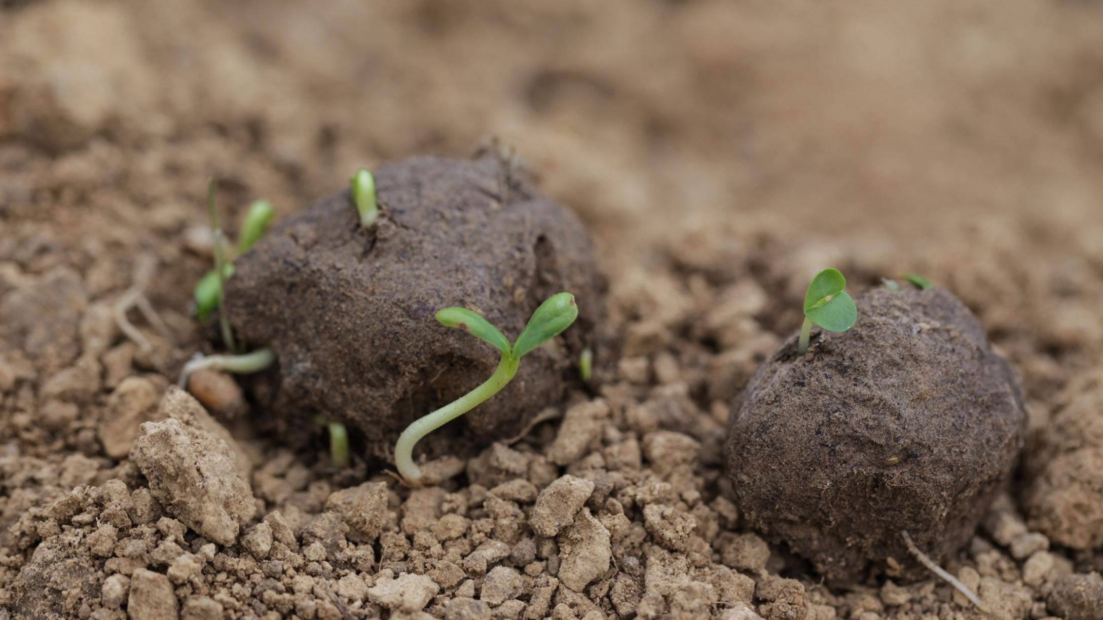 diy-wildflower-seed-bombs-launchers