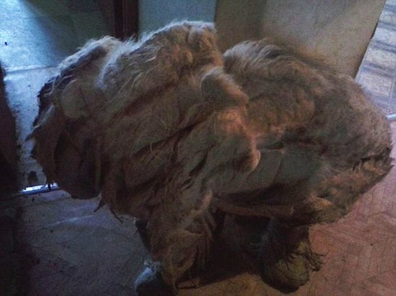 Under This Hairy Monster Is A Once Loved Pet Dog