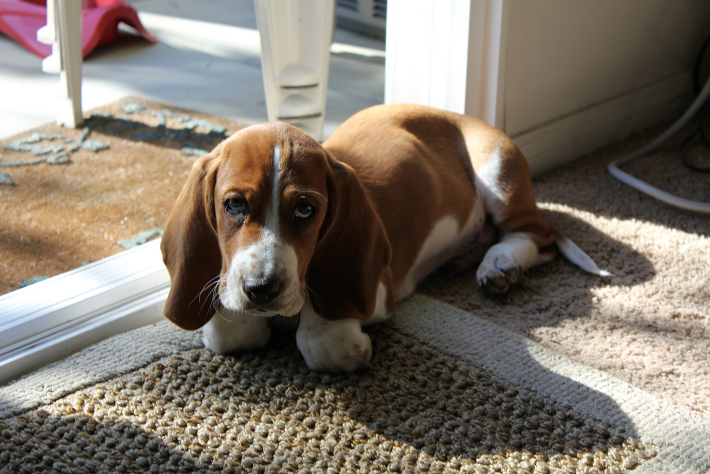 dog-by-front-door.jpg