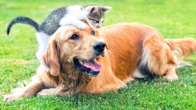 dog-cat-friends