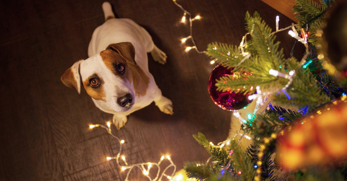 Dog near christmas tree