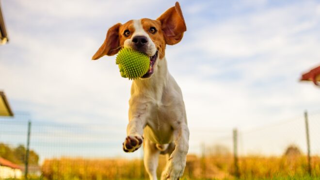 Beagle dog fun in garden outdoors run and jump with ball towards camera