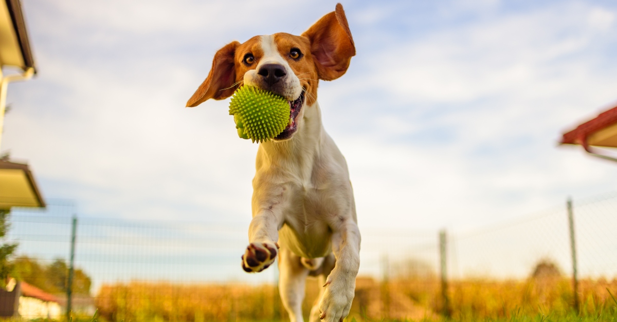 Beagle dog fun in garden outdoors run and jump with ball towards camera