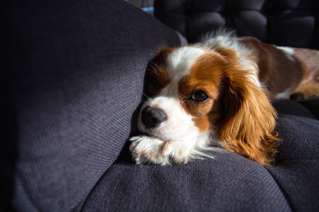 dog-training-couch.jpg