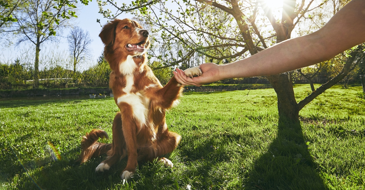 dog-training-hp