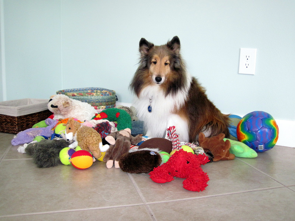 dog-with-toys.jpg