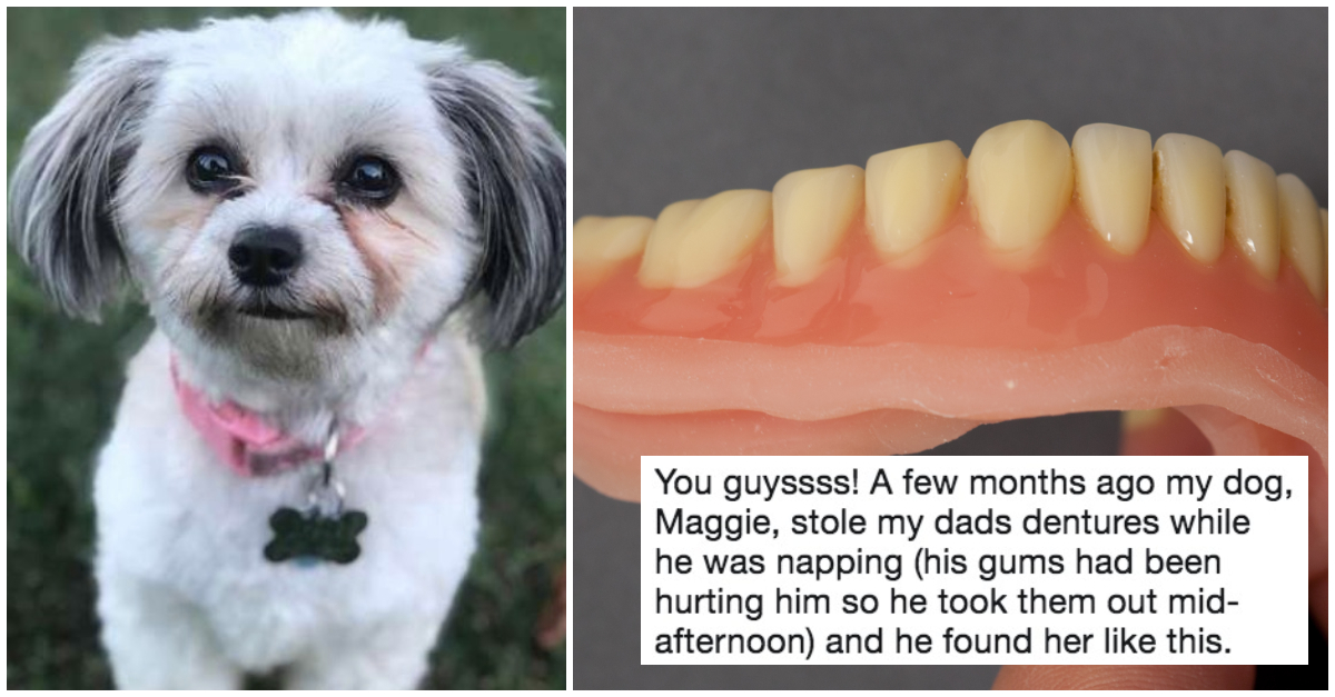 doggie-dentures