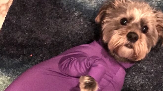 doggy-leotard-bella