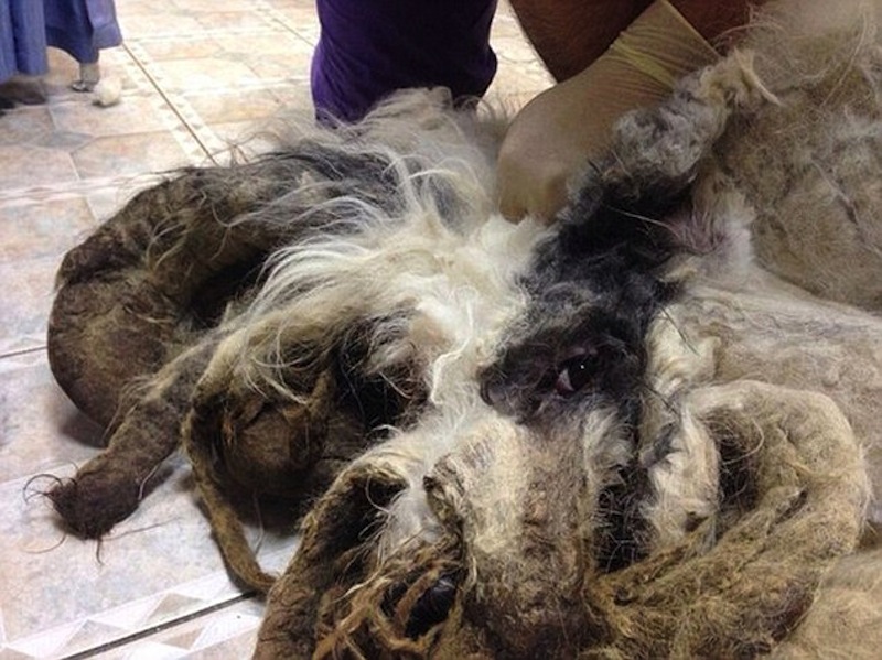 Under This Hairy Monster Is A Once Loved Pet Dog