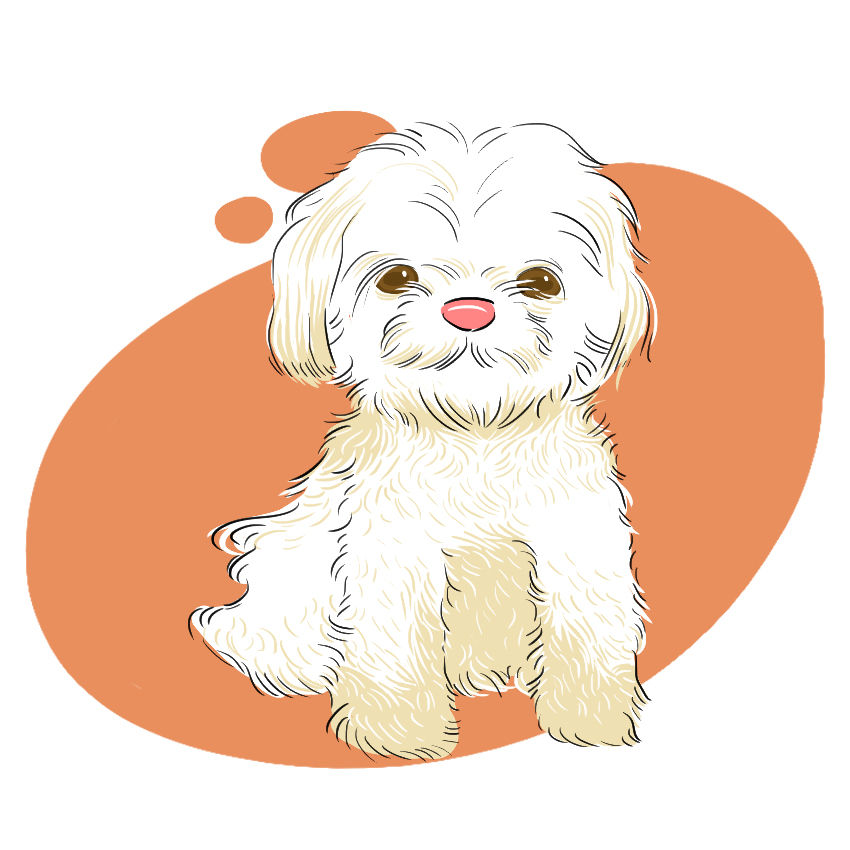 embeddedIMG_14-Dog-Breeds-That-Dont-ShedAre-Hypoallergenic_850px_8.jpg