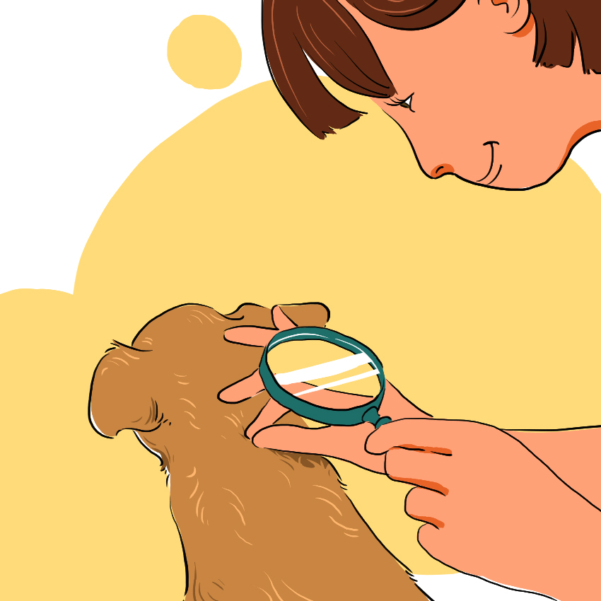 embeddedIMG_Here_s-How-to-Deal-With-a-Sick-Puppy_850px-IM2.jpg