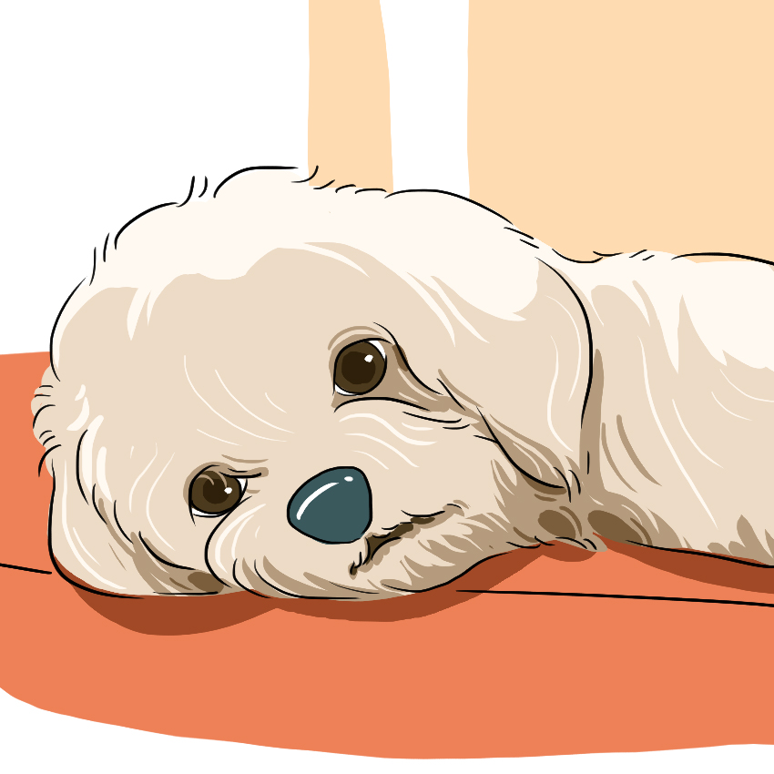 embeddedIMG_Here_s-How-to-Deal-With-a-Sick-Puppy_850px-IM6.jpg