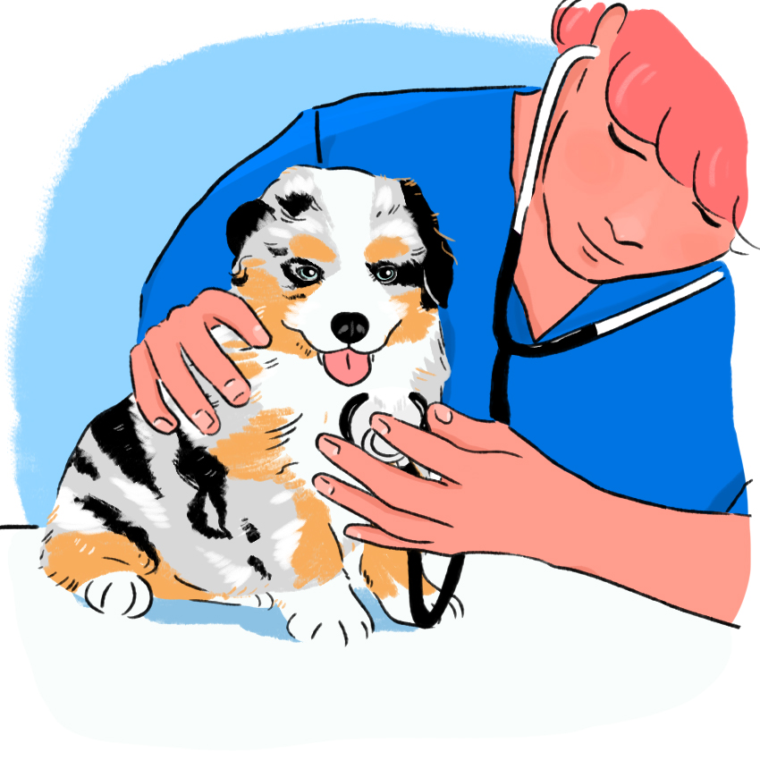 embeddedIMG_PuppyNeuter_850px_6.jpg