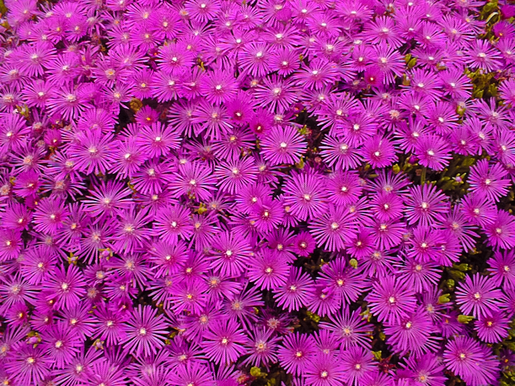 Bright Pink Chrysanthemum Flowers