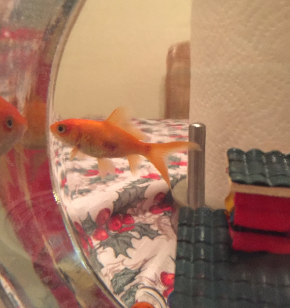 fish-2.jpg