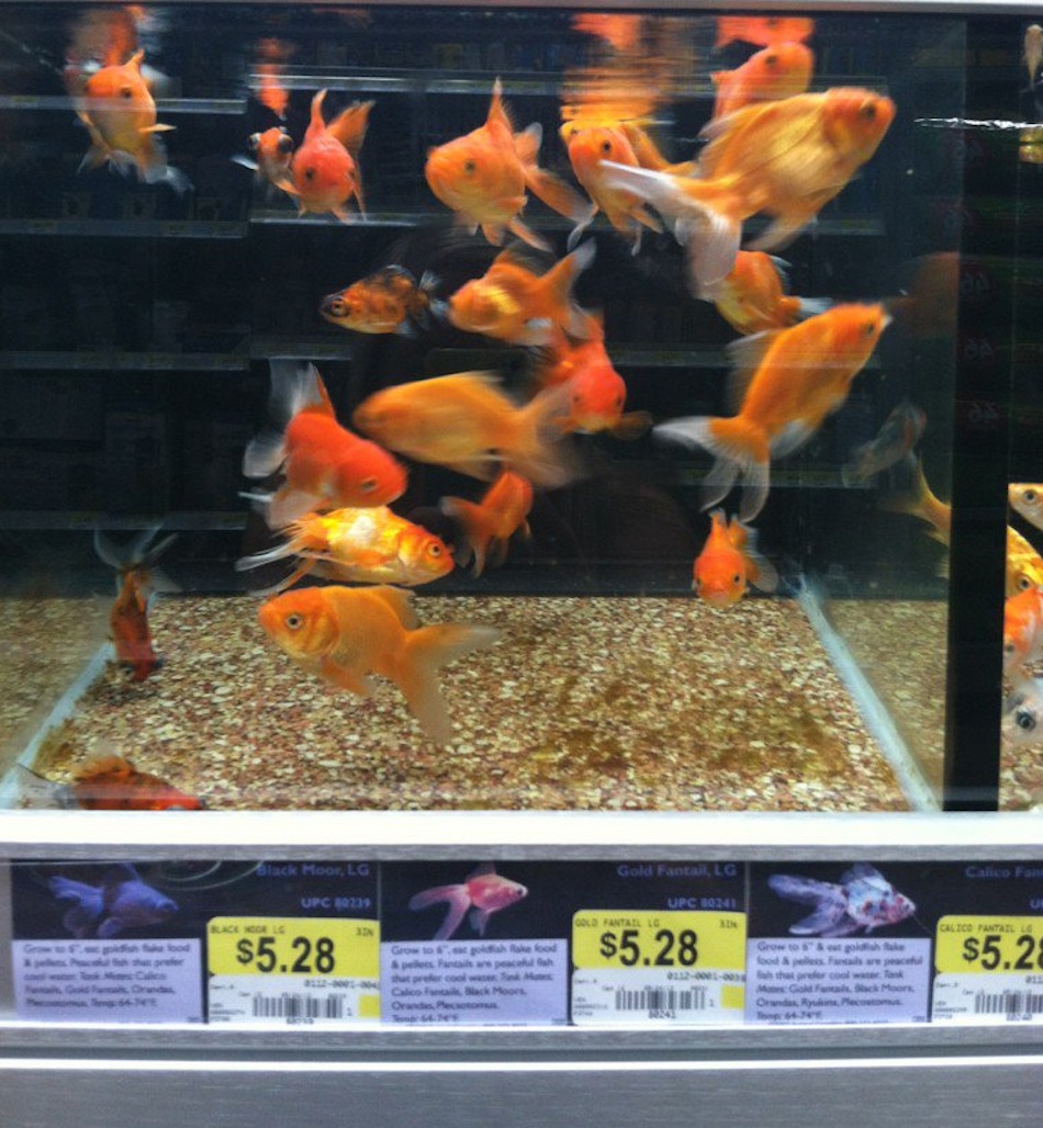 fish-3.jpg
