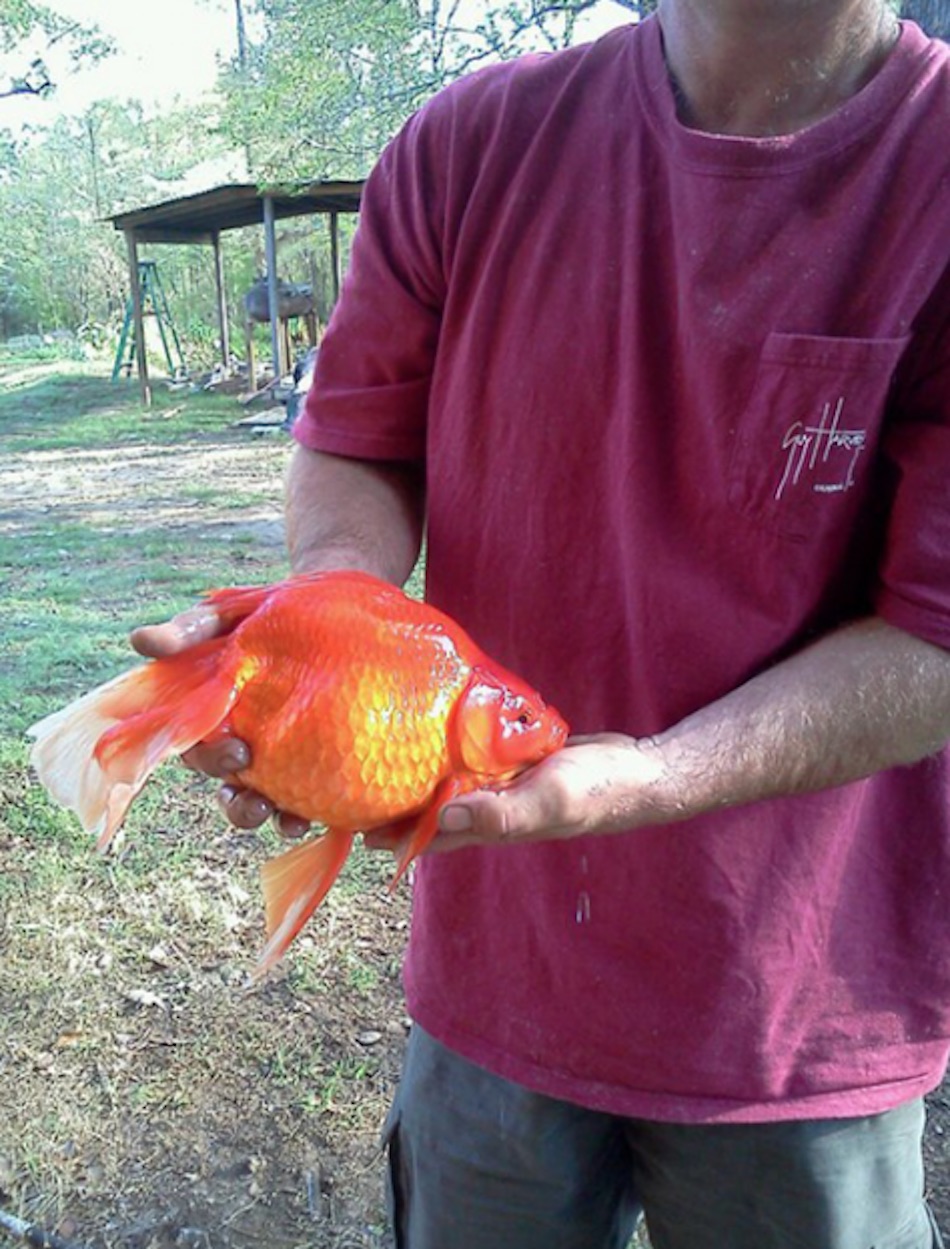 fish-5.jpg