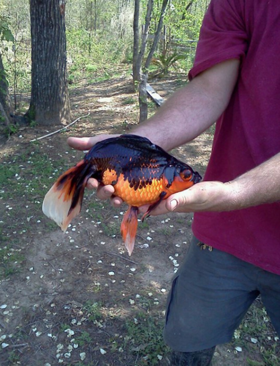 fish-6.jpg