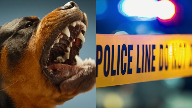 florida woman murder rottweiler attack