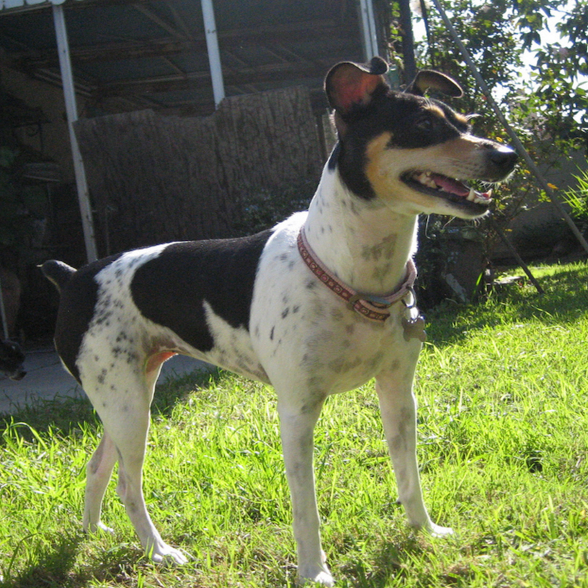 fox-terrier-small-dogs.jpg