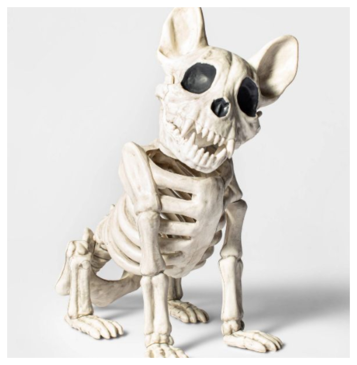 french_bull_dog_skeleton.jpg