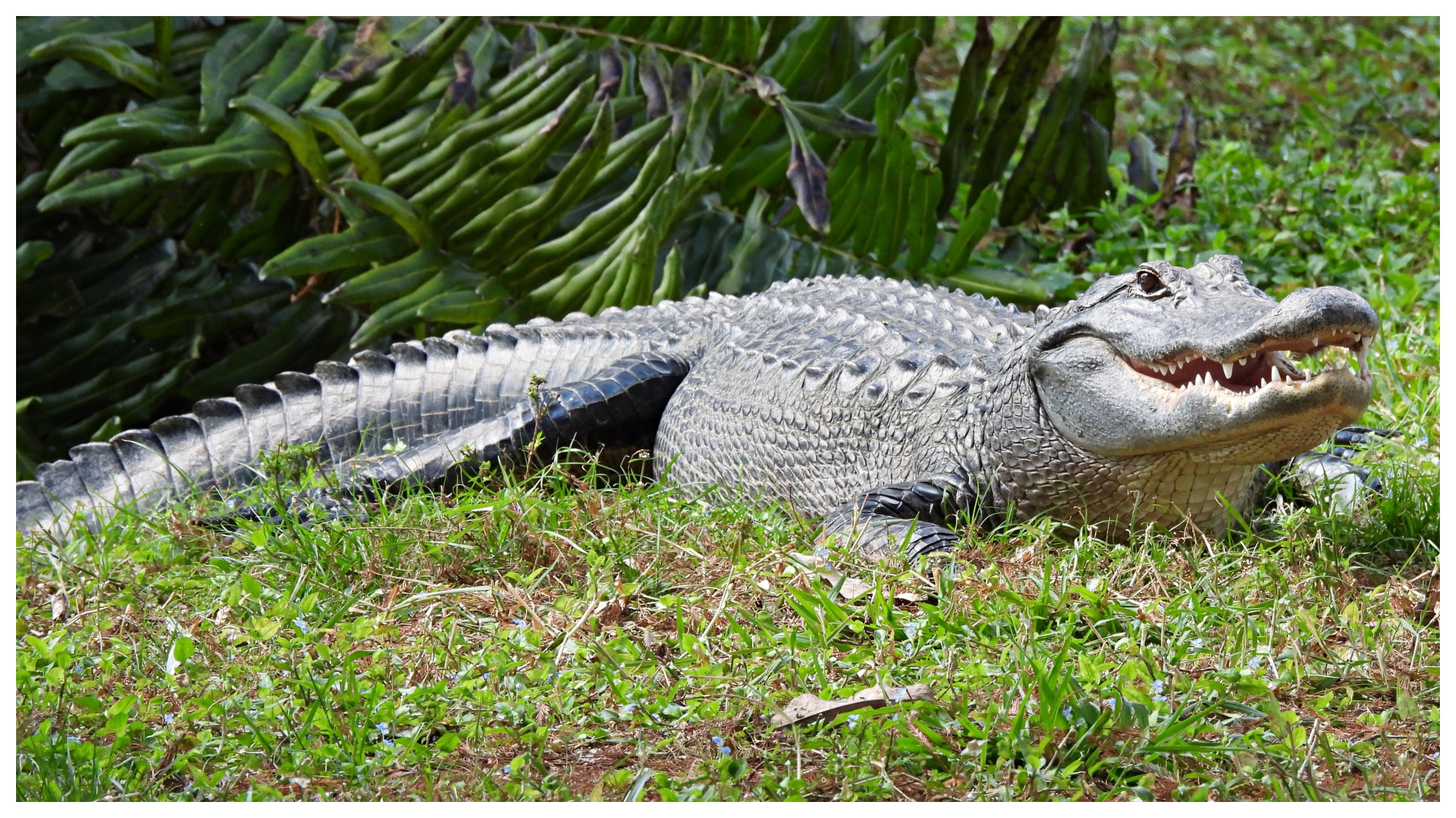 alligators-fl