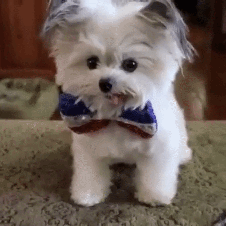 giphy-11.gif