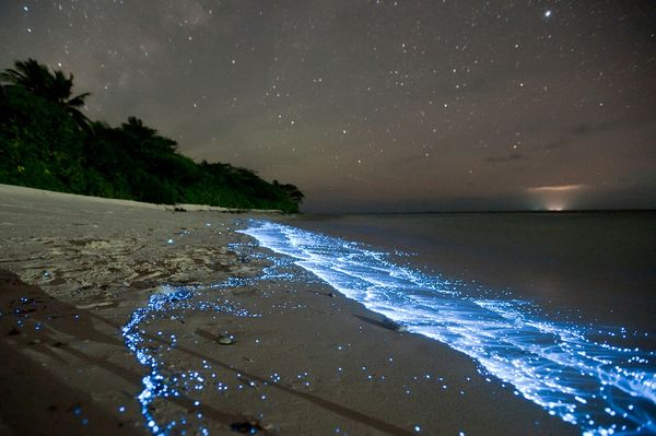 glowing-waves-bioluminescent-ocean-life-explained-scintillans_50152_600x450.jpg